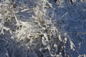 Winter sunny landscape. Dry grass covered with fluffy snow