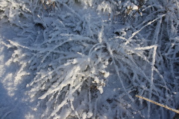 Winter sunny landscape. Dry grass covered with fluffy snow