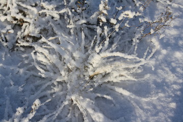 Winter sunny landscape. Dry grass covered with fluffy snow