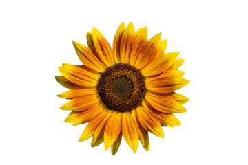 Sonnenblume isoliert auf weiss