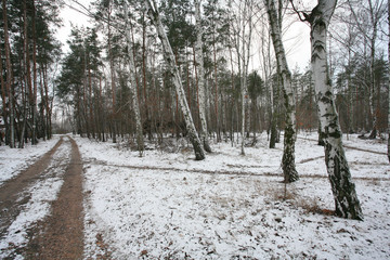 Warsaw, Mazowsze region - December 2005: "Olszynka Grochowska" Reserve