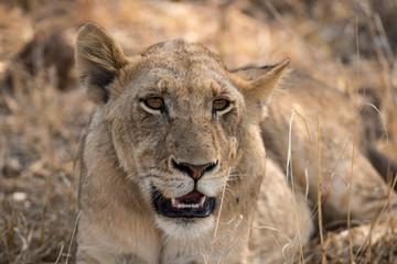 Lion, Lionne, Panthera leo, Parc national Kruger, Afrique du Sud