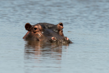 Hippopotame, Hippopotamus amphibius, Afrique