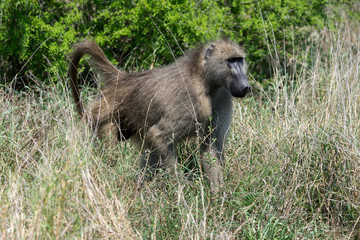 Babouin chacma, Papio ursinus , chacma baboon, Parc national Kruger, Afrique du Sud