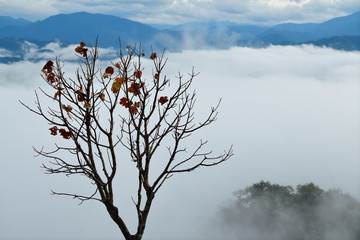 Morning landscape with mountains and mist at Doi Hua Mod, Umphan district, Tak, Thailand. Nature landscape view with mist.