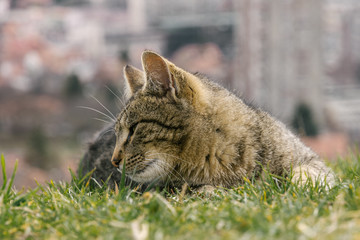 urban cat in the grass, city in the background