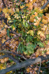 Mistletoe in detail on tree.