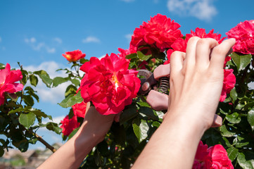 Women's hands cut roses from a red bush
