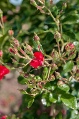 Red roses (Scarlet Meillandecor)