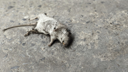 Close up Rat Died on Street, About Public Health for People