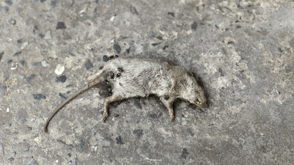 Public Health for People on Street about Rat Died 