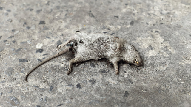 Rat Died on Street with Flying and Ant Eat It