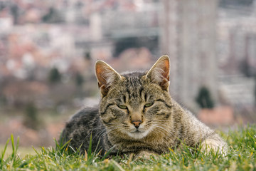 urban cat in the grass, city in the background