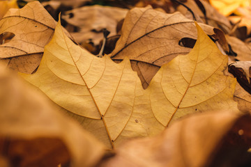 autumn leaves background