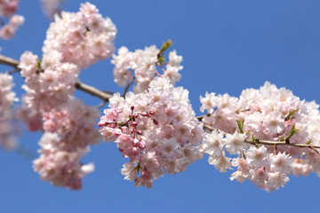 桜の花　桜　サクラ　さくら　満開の桜