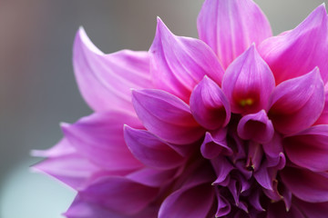 close up of beautiful dahlia flower background