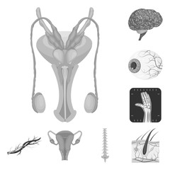 Vector design of body and human sign. Set of body and medical vector icon for stock.