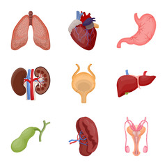 Vector illustration of body and human symbol. Collection of body and medical vector icon for stock.