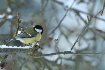 Bird titmouse feeding millet sunflower on fodder rack in winter snow