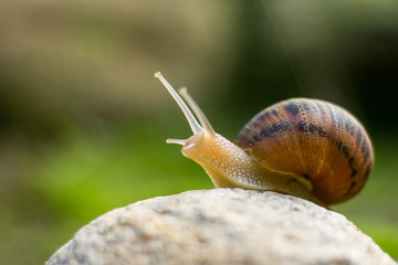 snail on a rock looking up 