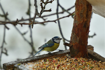 Bird titmouse feeding millet sunflower on fodder rack in winter snow