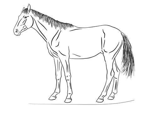 Vector illustration of the horse.