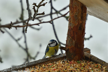 Bird titmouse feeding millet sunflower on fodder rack in winter snow