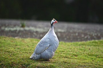 pheasant