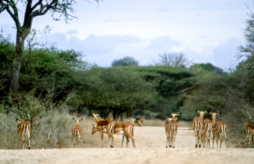 Fototapeta na wymiar Impala, (Aepyceros melampus), Kruger National Park, Mpumalanga, South Africa, Africa