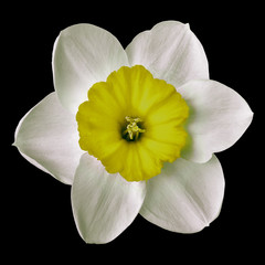 flower yellow white narcissus,  isolated on a black  background. Close-up. Nature.
