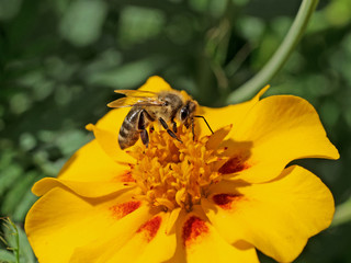 Wildbiene auf einer Tagetesblüte