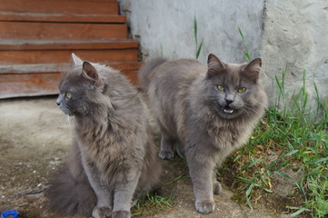 Деревенские коты