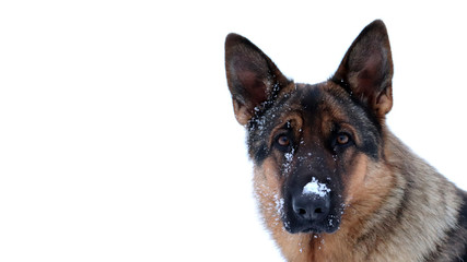 Dog with snow on nose