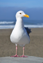 Portrait of a wild seagull