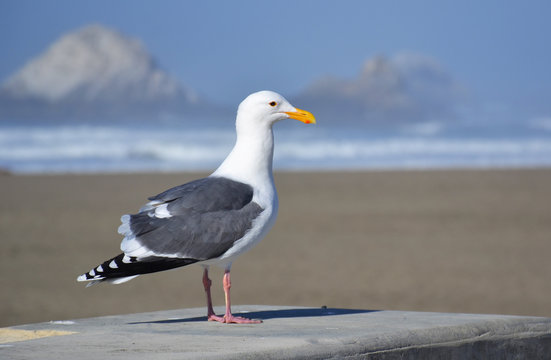 Portrait of a wild seagull