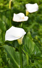 Close-up photograph of calla flower
