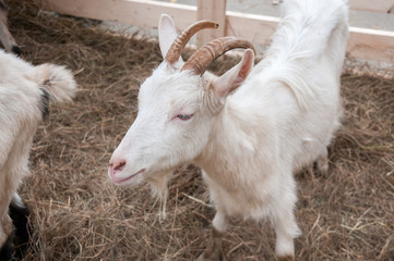 White goat on a farm