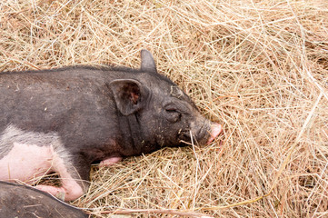 Black pig sleeping in hay