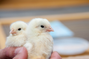 Two chicken in farmer's hands