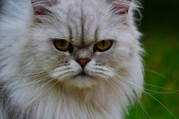 Dieses tolle Tier Foto zeigt eine Perserkatze grimmig schauend