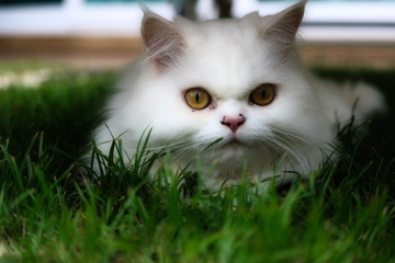 Dieses tolle Tier Foto zeigt eine Perserkatze im Gras liegend