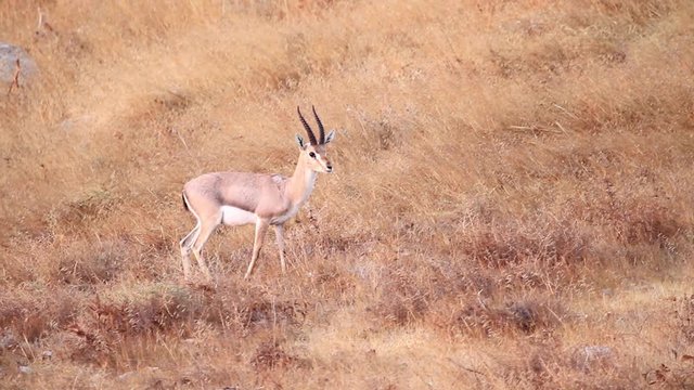 Israeli mountain gazelle in the wild