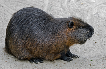 Nutria. Latin name - Myocastor coypus