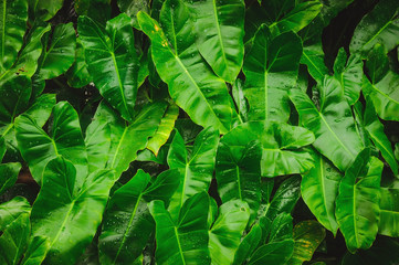 Green leaf texture, Leaf texture background, Bon many green leaves in a pond in the garden.