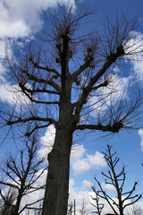 kahle Bäume ohne Laub im Winter mit blauem Himmel im Hintergrund