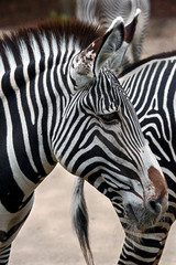 Fototapeta na wymiar Grevy zebra`s head