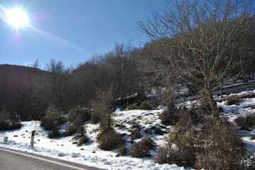 Passeggiando per il bosco