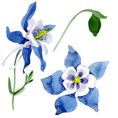 Fototapeta na wymiar Blue aquilegia floral botanical flower. Watercolor background illustration set. Isolated aquilegia illustration element.
