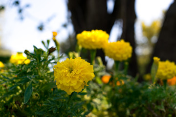 Green grass and flowers in the nature. close up of white yellow in park