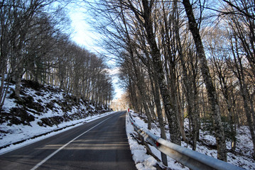 Passeggiando per il bosco